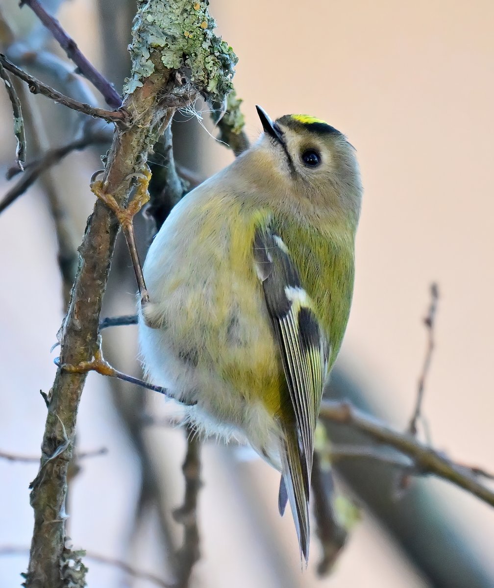 An adorable Goldcrest! 😍
 Taken recently at RSPB Ham Wall in Somerset. 😊🐦