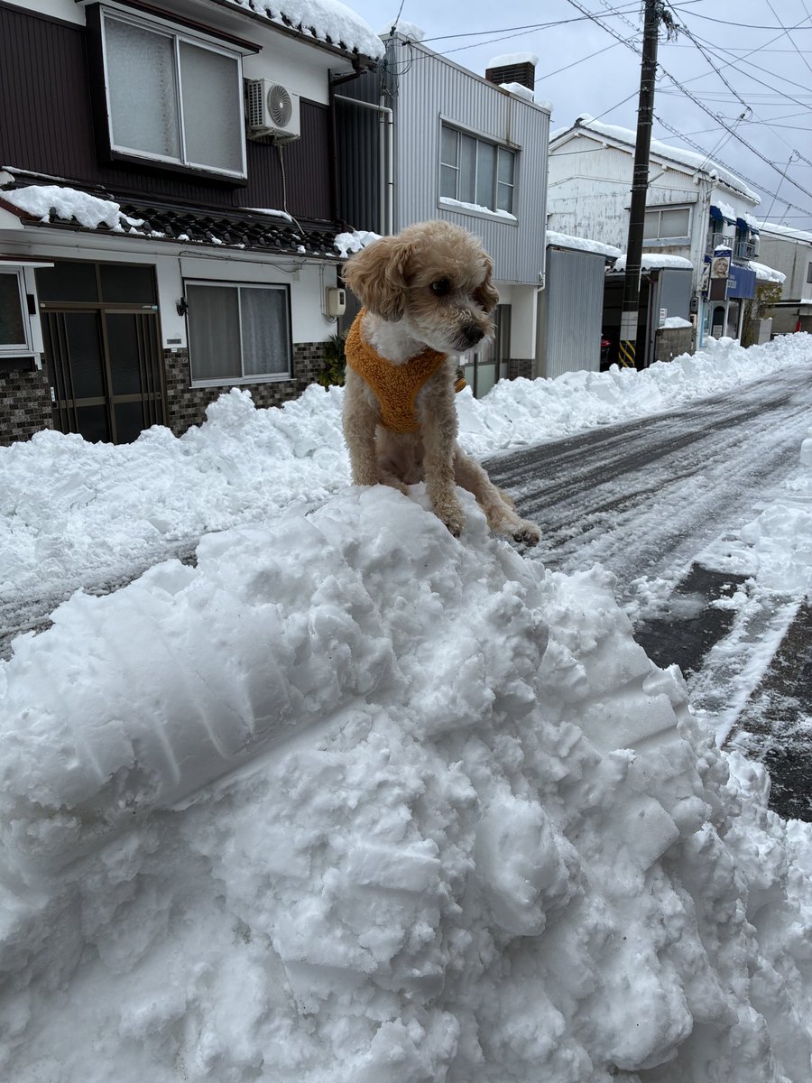 今日はエベレスト登頂ですね
#鳥取大雪