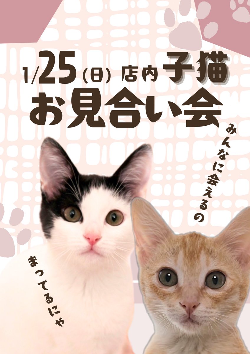 上野ここ　ねこたまご　白猫 上野ここ ねこたまご 白猫 上野ここ ねこたまご 白猫 上野ここ