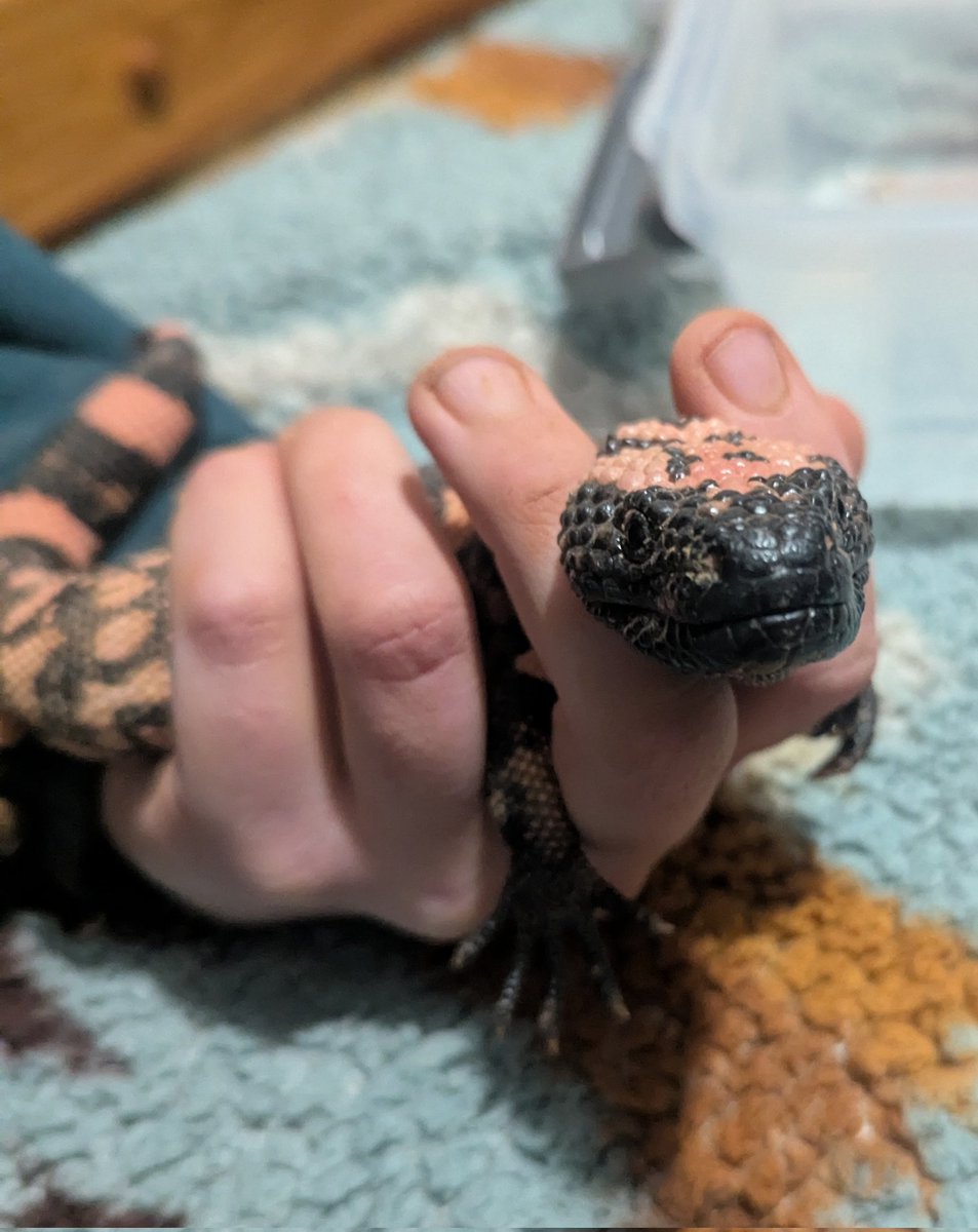 Concentrated Lizard Autism tweet media