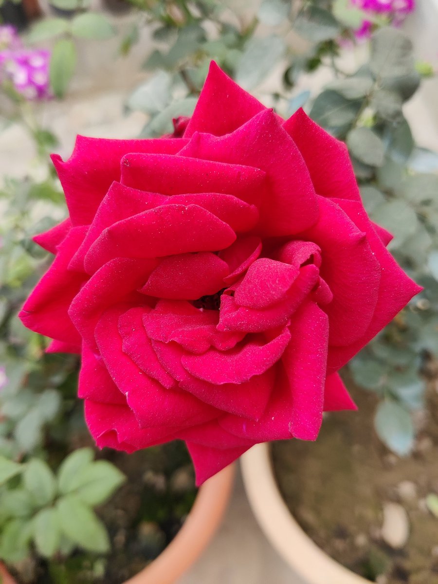 Good morning friends 🌹🙏 
Flowers #gardening #nature