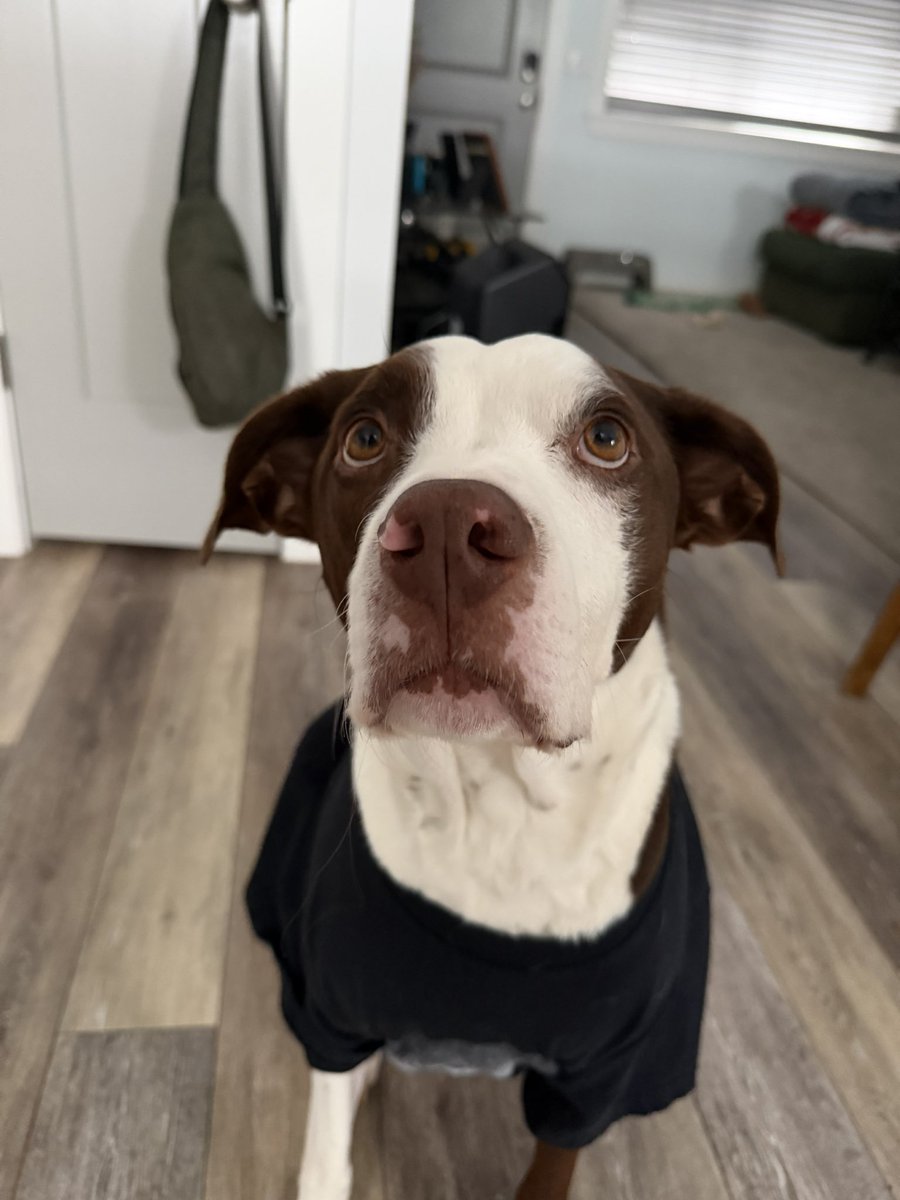 virtualwarboy's tweet image. snow day for me n my dawg