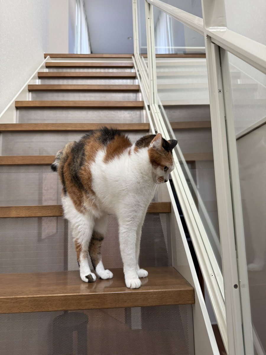 iddeee's tweet image. 若干のボニャール