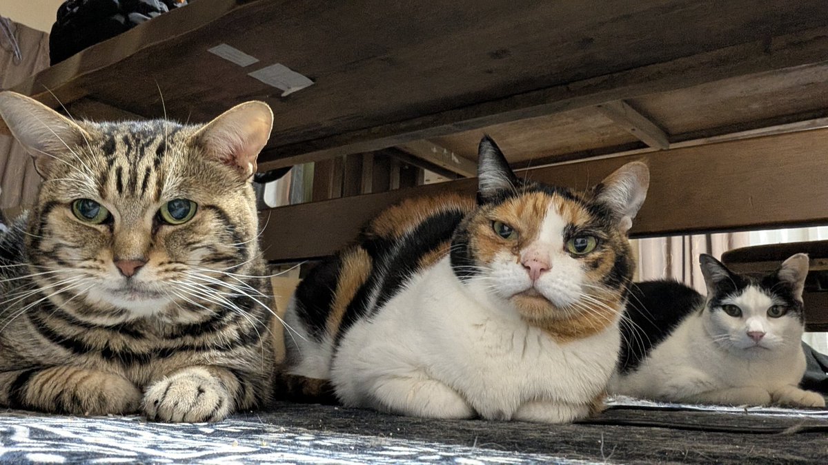 8mikitty8's tweet photo. ひとつ前のポストで「３にゃん同時に撮れない」と載せたら…
まさかのスリーショットが撮れました！ https://t.co/qp1a0BJ8Cn