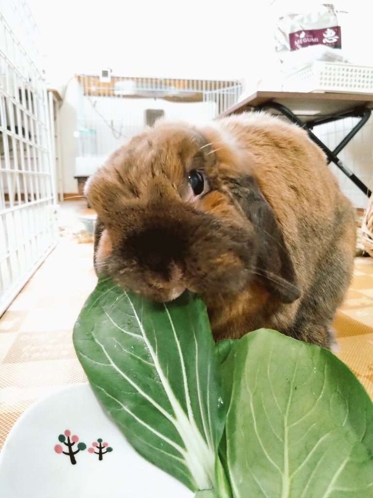 今日はチンゲン菜🥬