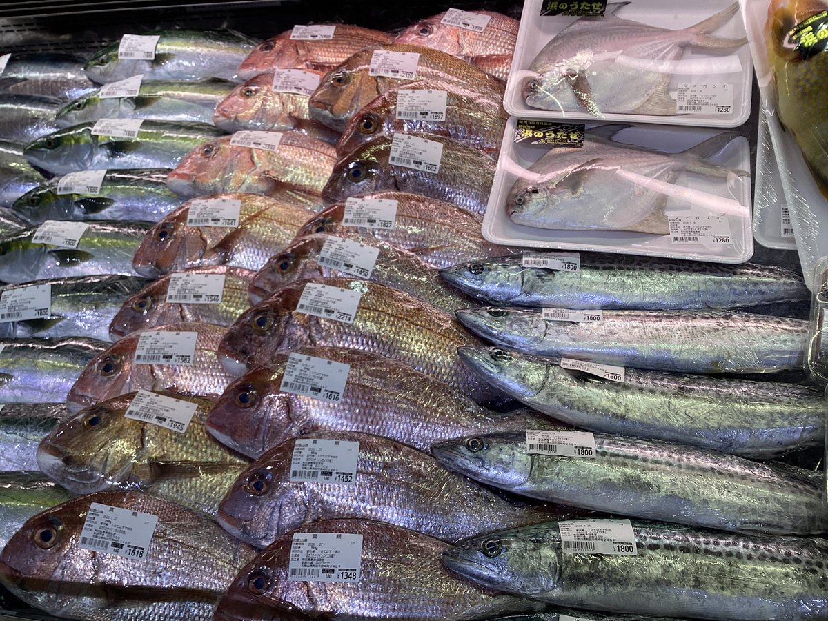 熱帯魚引退セット　相場わからないので値下げしますが高く買ってくれる人優先します 2/11（水）祝日の水曜日は特別営業日です‼️ 本日の底引き網漁はお休み