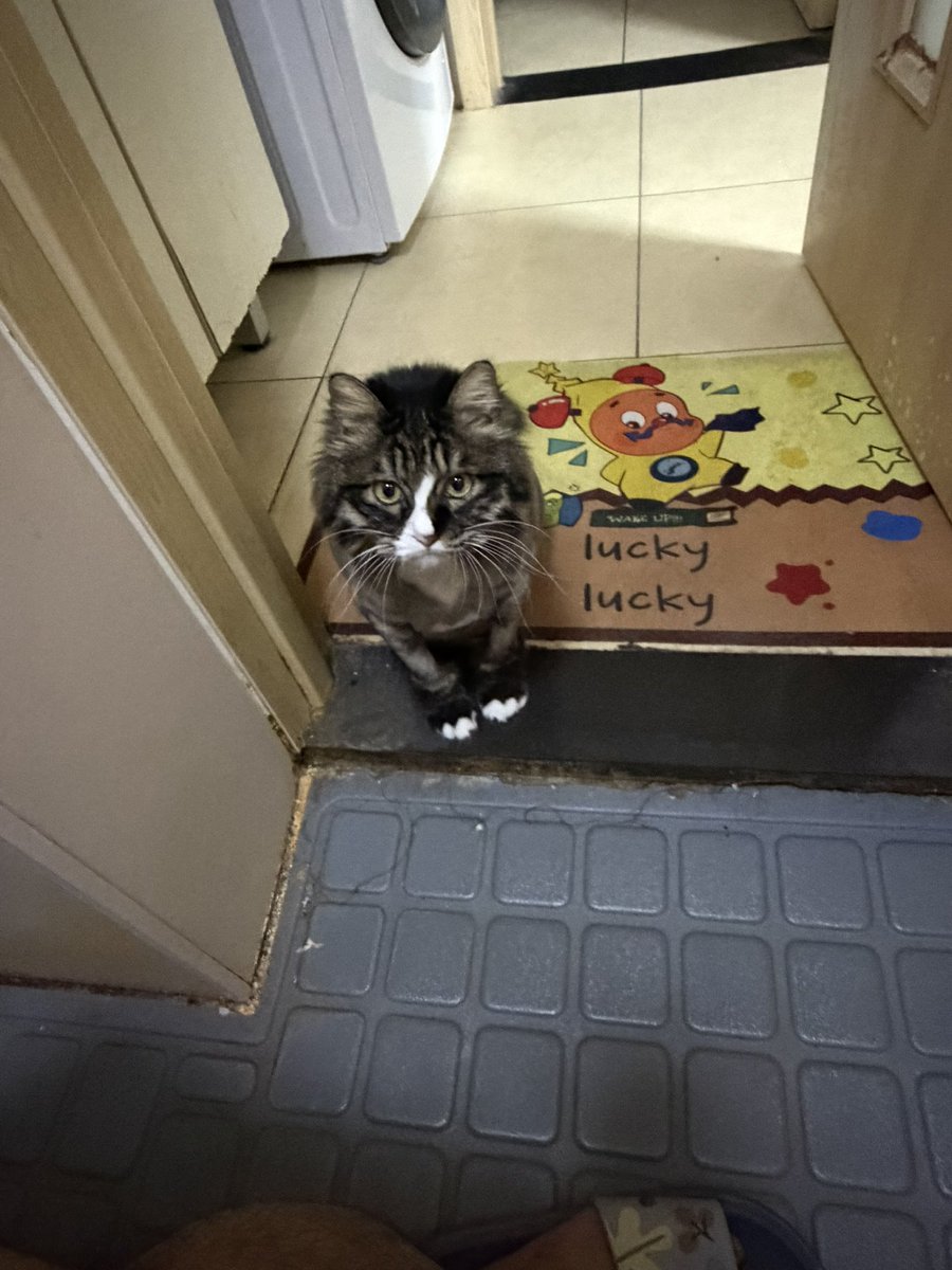 Nobody04114's tweet photo. Toilet Guard #cat #funny https://t.co/Tsv8VqxOAQ