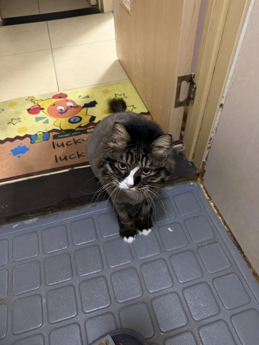 Nobody04114's tweet photo. Toilet Guard #cat #funny https://t.co/Tsv8VqxOAQ