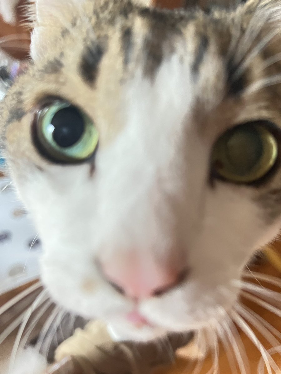 もりべーな おっち(ザンネンズ1号) tweet media