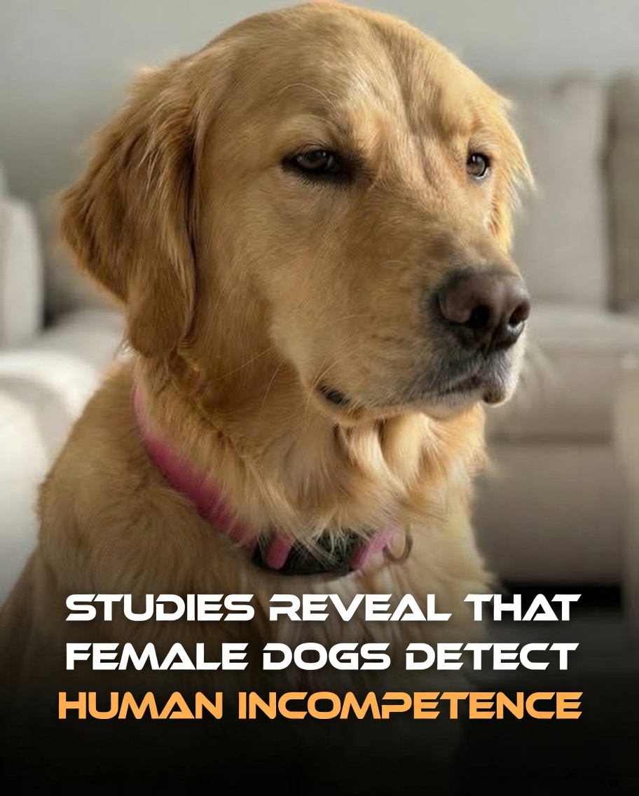 京都大学の研究で、メス犬は人間の有能さを評価しているが、オス犬は全く気にしていないという衝撃の事実が判明しました。

メス犬は、目の前の人間が役に立つかどうかを冷徹に見極めています。

その実験結果と詳細を3つのポイントにまとめました。

1. 容器を開ける実力テスト