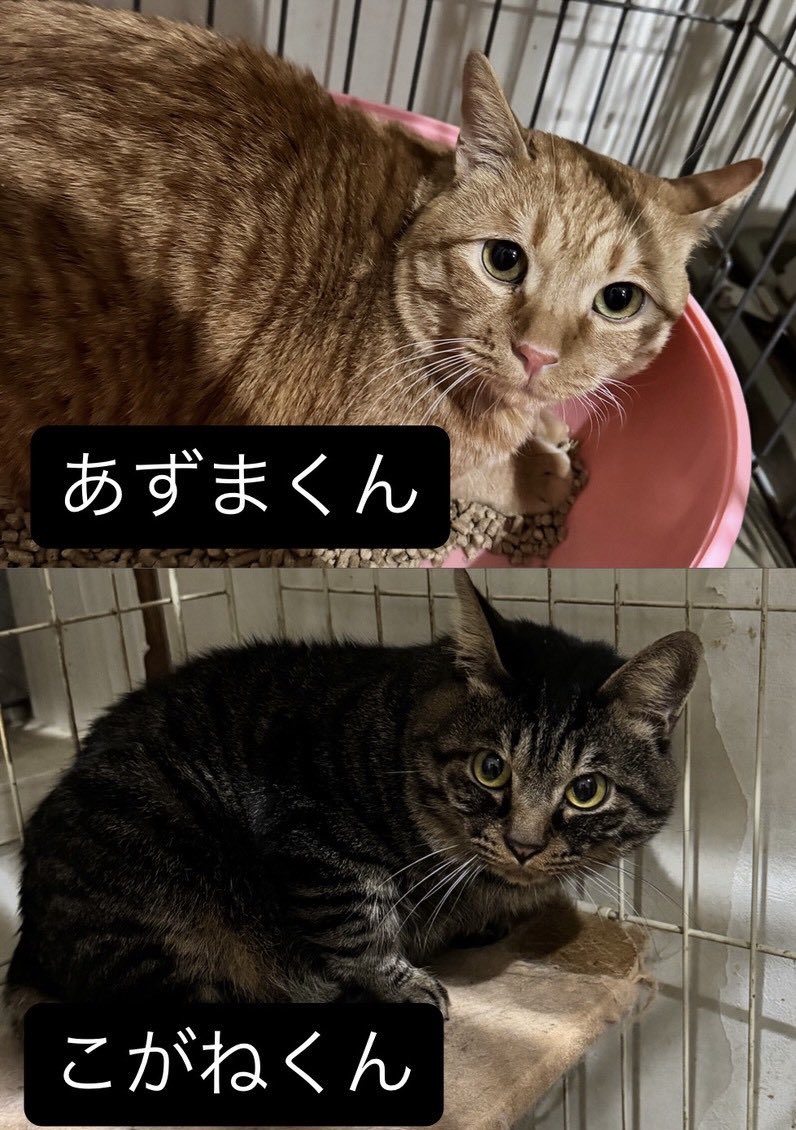 おはようございます 本日は日曜日のため営業時間は11〜20時となります