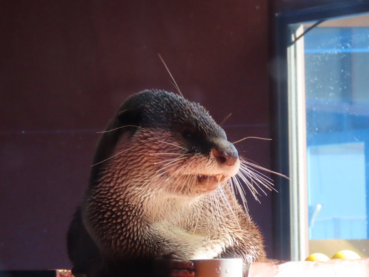 かわうそ(・ᴥ・) (@iF9kOxq2miU6JaD) / Posts / X