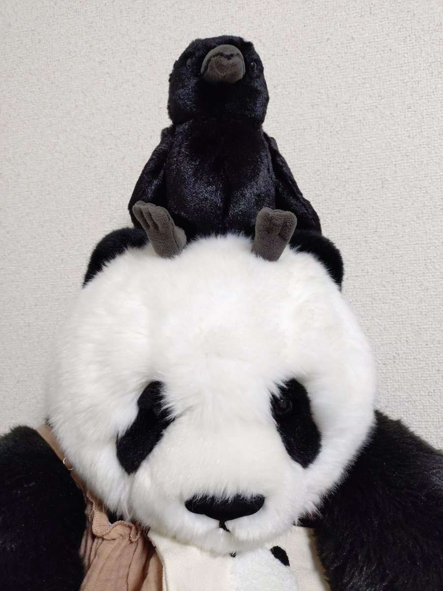 昨日、シャンの所にカタローがきたでつよ。これから、なかよく一緒に生活するでつ🐼

#抱っこシャン
#カタロー