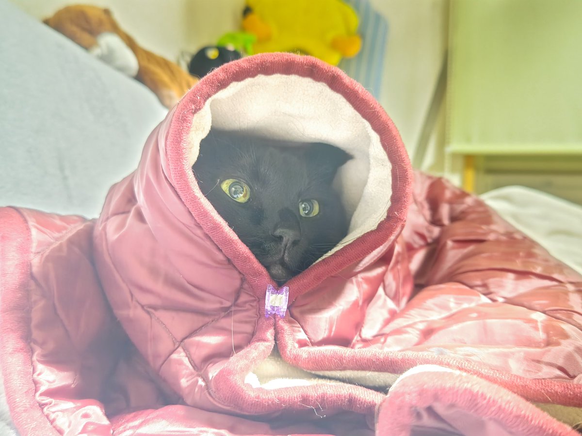 guy_ferd's tweet image. 赤ずきん