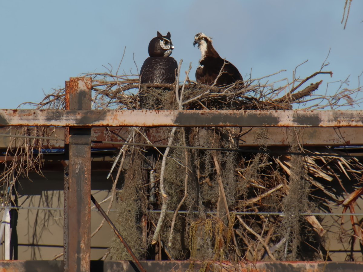 bioreconstruct's tweet image. An Osprey has built a nest next to a scare owl on top of a billboard at Universal Orlando.