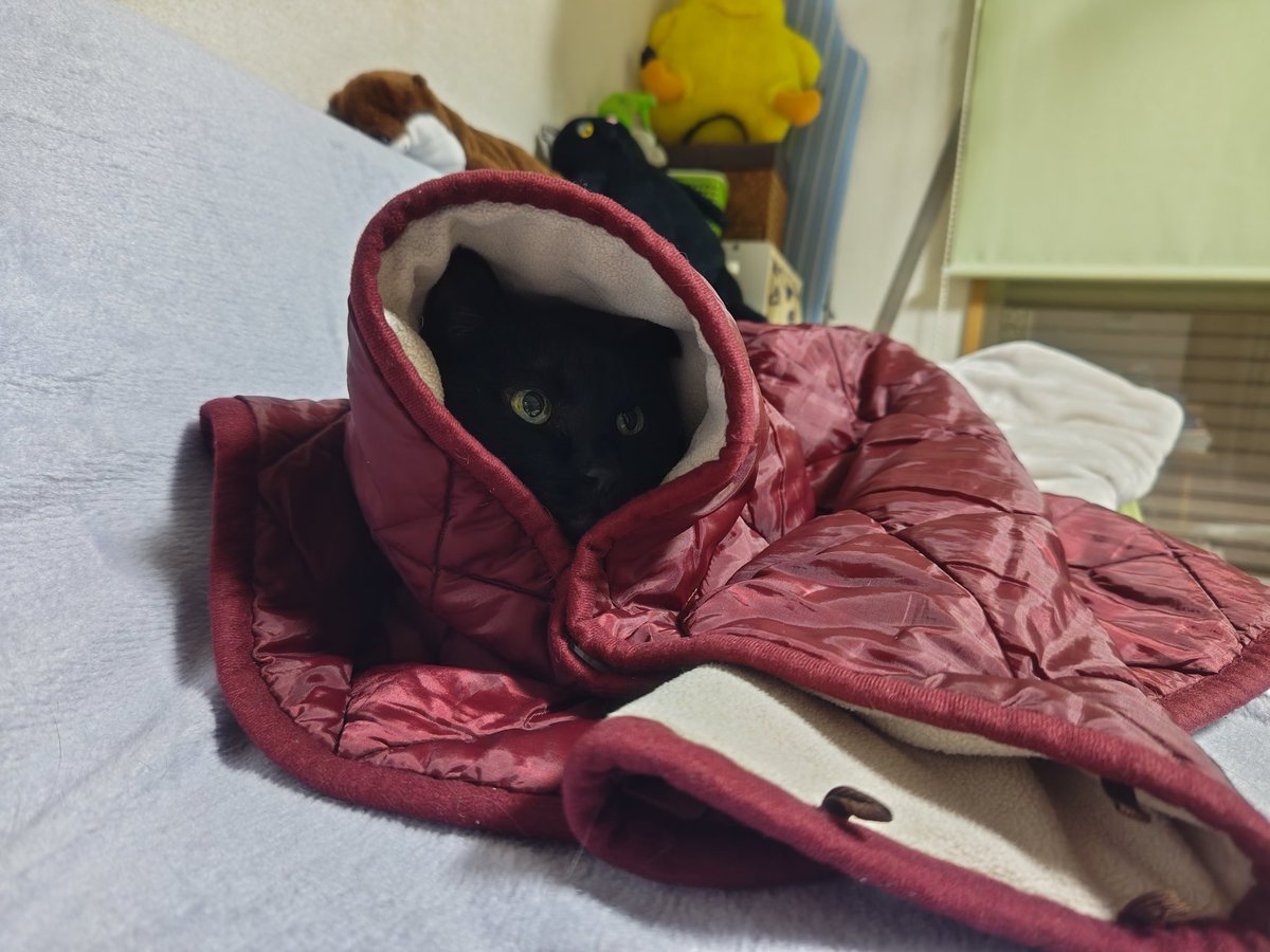 guy_ferd's tweet image. 赤ずきん