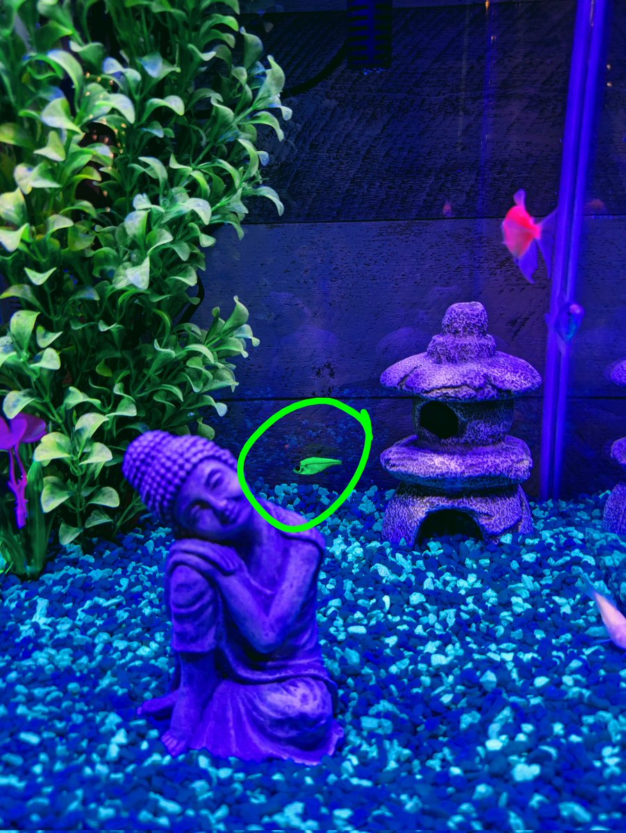 I bought my daughter a small fish tank because she loves watching them swim around. Of course I had to name this little green guy #kaspa let's welcome him to the family.
