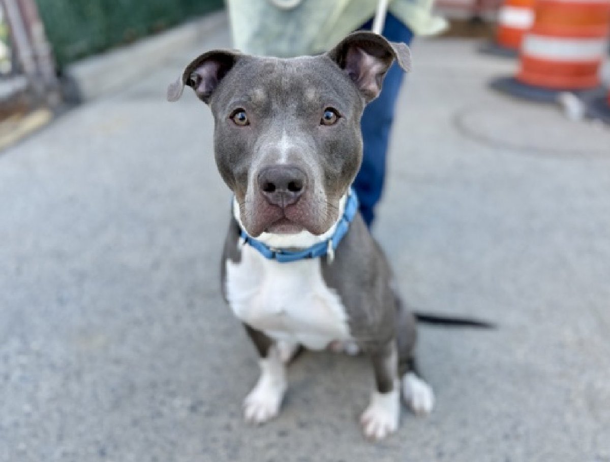 Dubs4Mutts's tweet image. 🆘 I’m delisted but adoptable while I am still alive!! 🙏🏽🏡♥️ Hurry… DM @notthesameone2 
Please, storm fosters stepped up. Can someone step up for me? 🤗