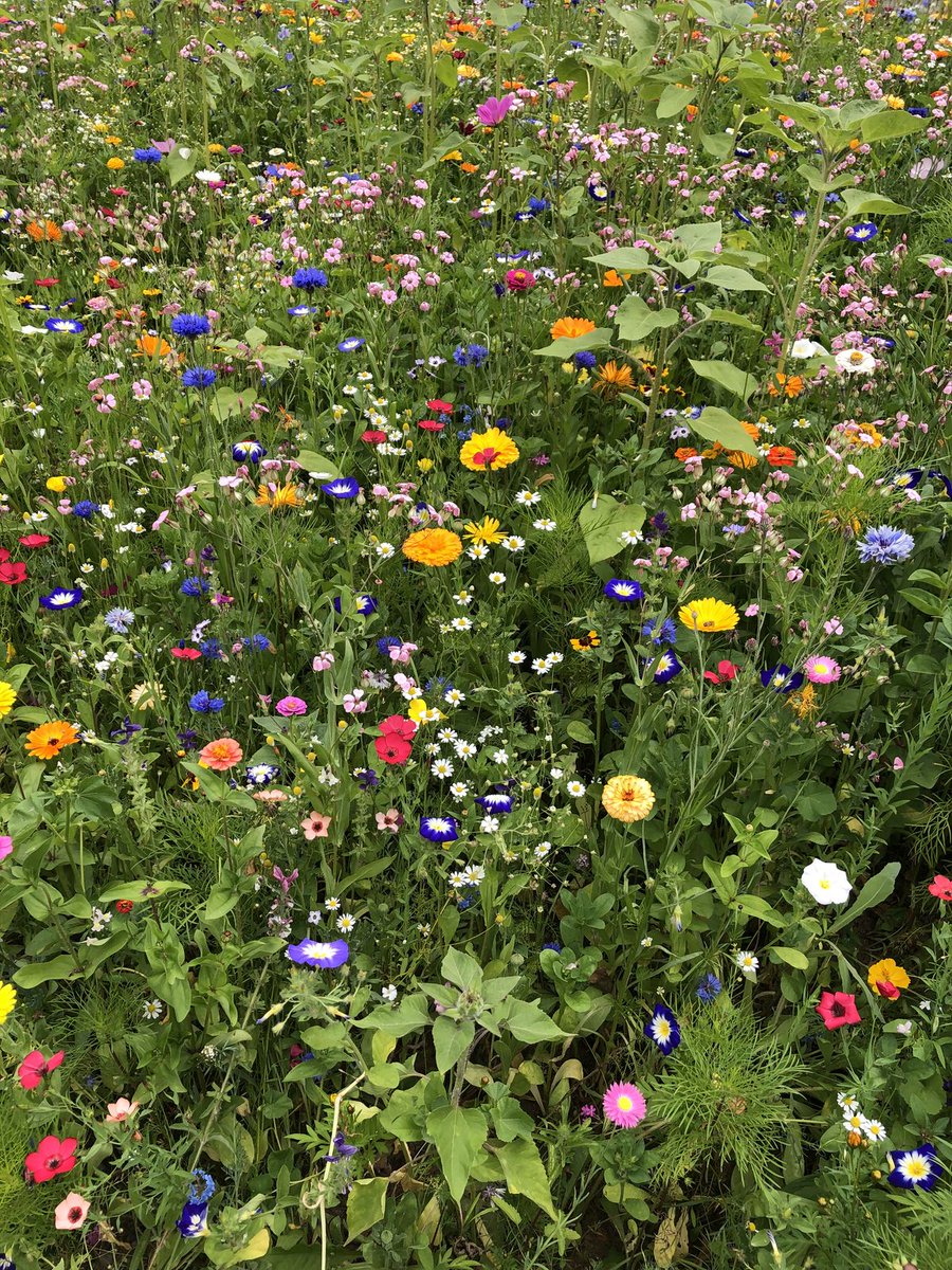 greenvibe's tweet image. 