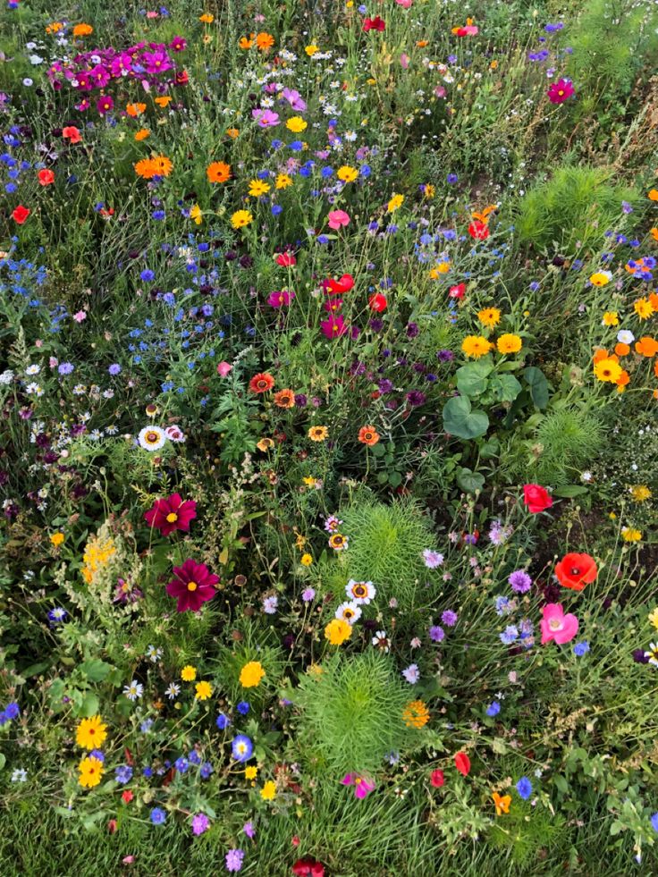 greenvibe's tweet image. 