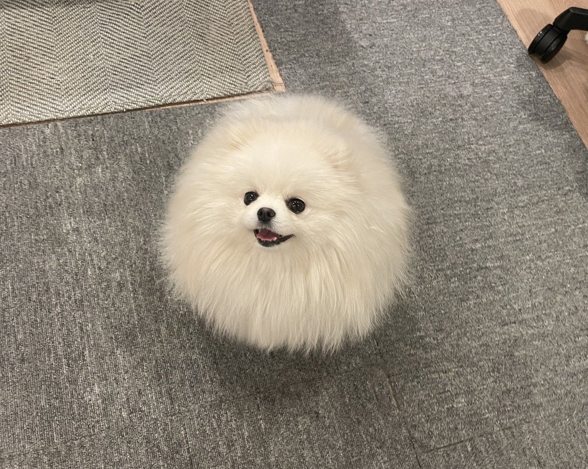 本日の毛球

#本日の毛球