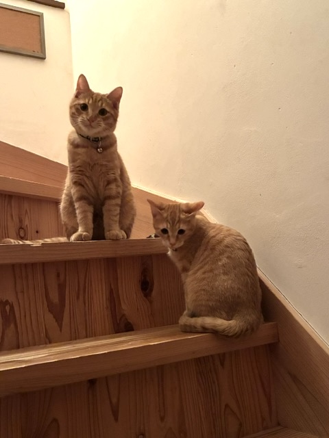 にゃん太通販+にゃっ展+にゃんにゃんBOX+猫十字 (@nyantashop) / Posts / X