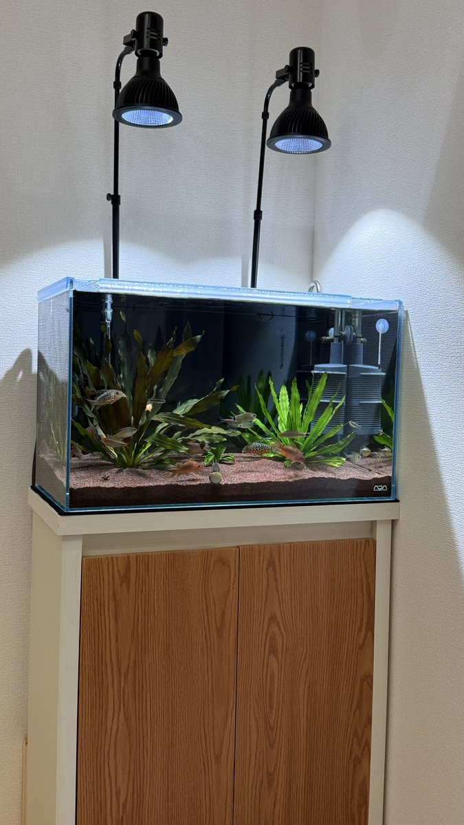 にゃも (@nyamo14789) / Posts / X