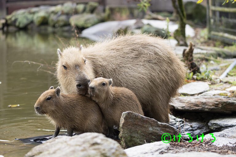 うさ＠カピバラだらけ (@usa0831) / Posts / X