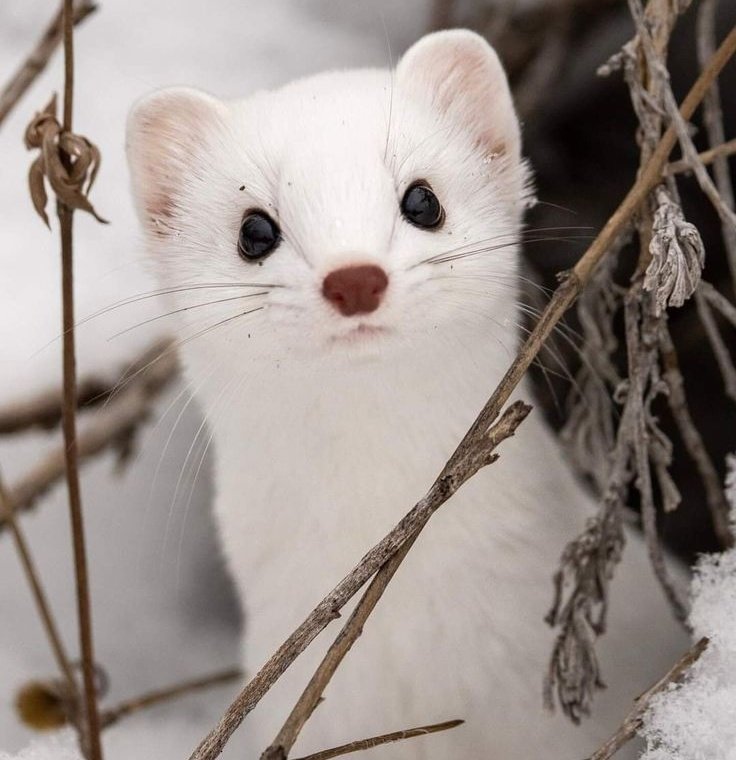 _darksandy_'s tweet image. -Fav                     vs                          user

Creedme, de verdad soy así