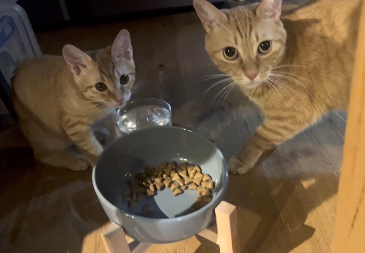 にゃん太通販+にゃっ展+にゃんにゃんBOX+猫十字 (@nyantashop) / Posts / X