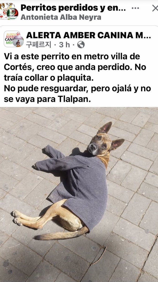 Hoy le tomaron foto a este perrito x Metro Villa de Cortes, quizás es de la zona o es tuyo?