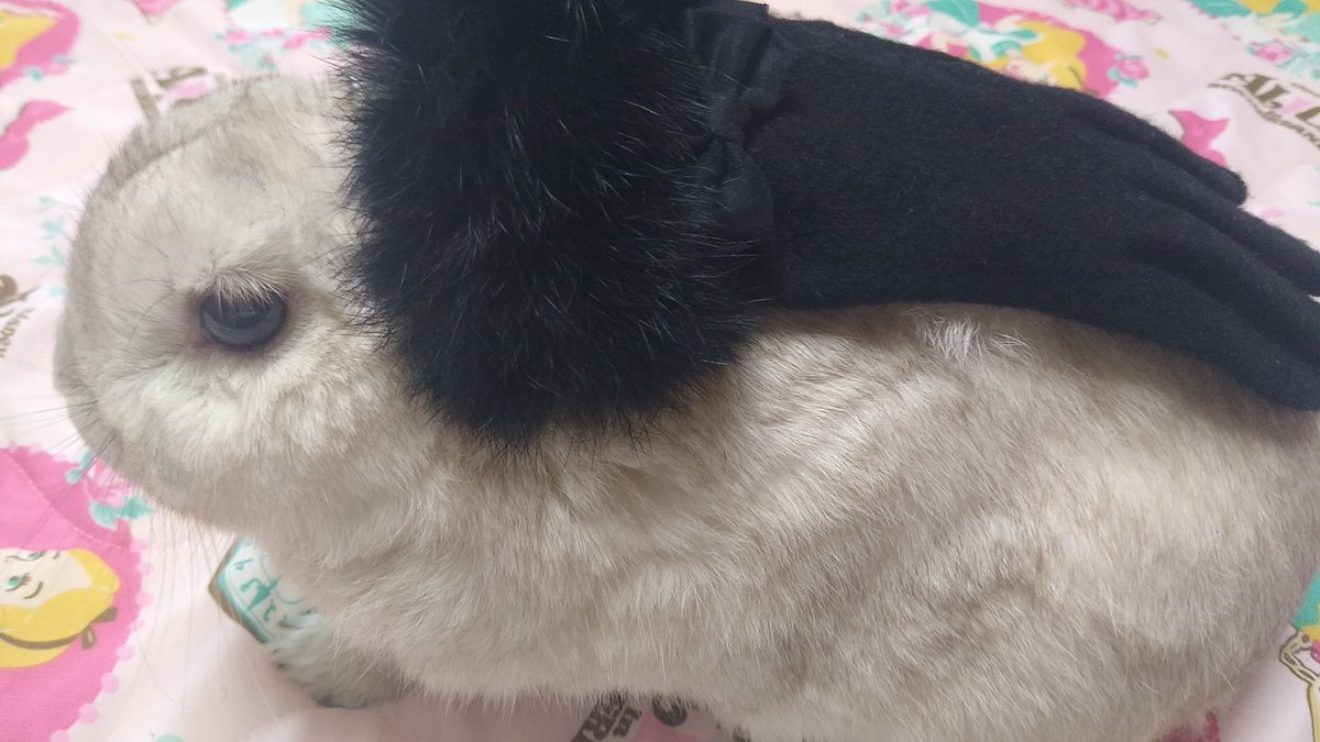 プリンセスラビット tweet media