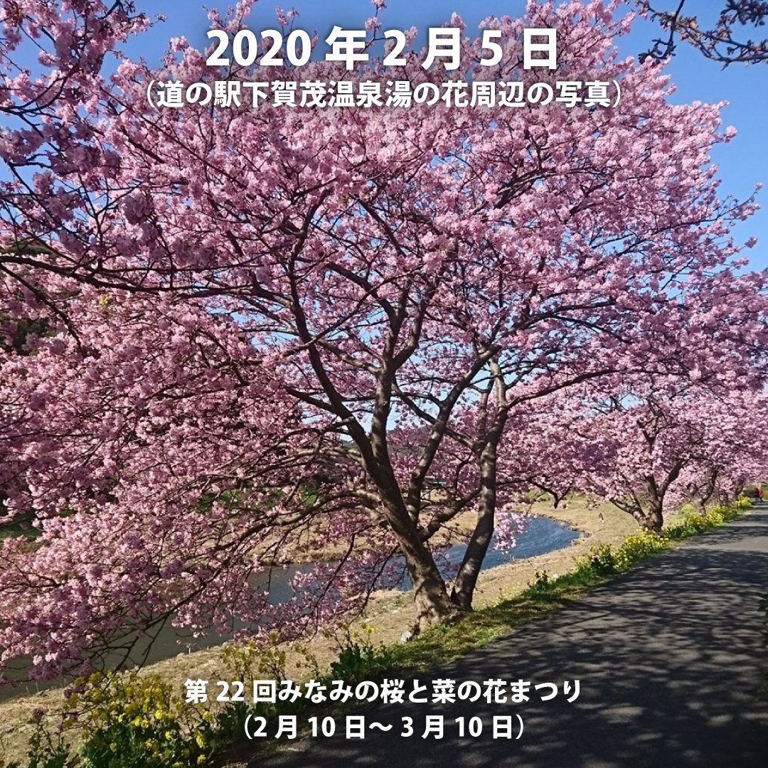 info_mizu's tweet photo. みなみの桜開幕前の開花情報！
開幕直前ですが、今年は6年前（2020年）と同様のような早い開花状況となっております。
最近の寒波と1月の合計の雨量が9㎜（例年30㎜以上は降雨があります）と例年にない降雨量の影響もあり、��踏みしています。
現状としては、道の駅下賀茂温泉湯の花周辺の桜はチラホラ咲き始めております。
さらに下流の方では1～2分咲まで開花が進んでおります。
開花予測としては2月上旬～中旬にかけて見頃に入るのではないかと思われます。
※満開近いみなみの桜写真は2020年2月5日（2020年は2月10日開幕）に撮影したものです。