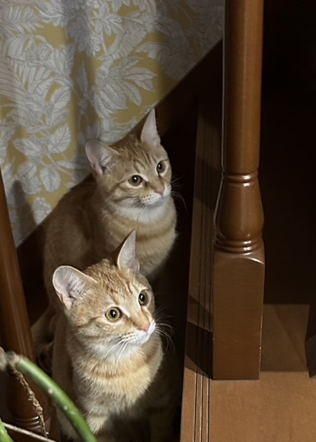 にゃん太通販+にゃっ展+にゃんにゃんBOX+猫十字 (@nyantashop) / Posts / X