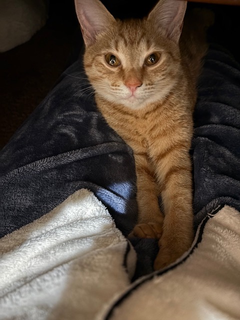 チャトラ一家🐱ちびっ子6ニャンズ里親便り】 3⃣工藤家の次女のお友達