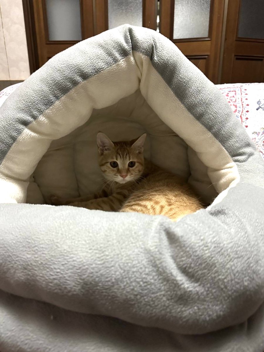 にゃん太通販+にゃっ展+にゃんにゃんBOX+猫十字 (@nyantashop) / Posts / X