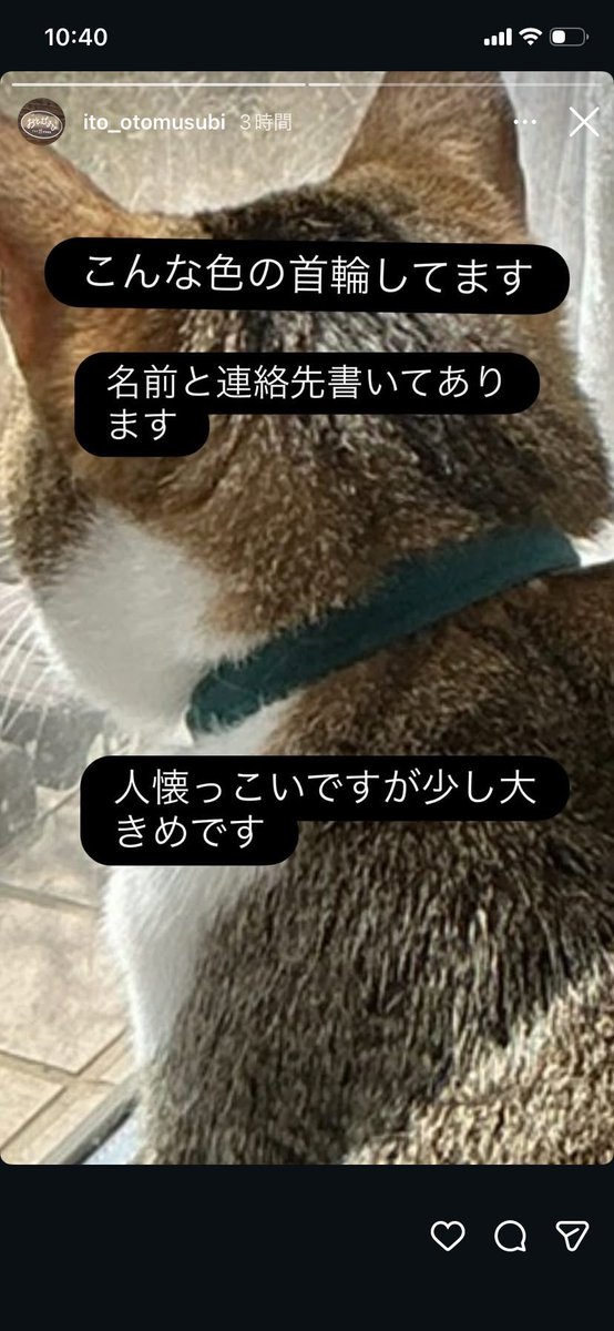 NewJourney_914's tweet photo. 【拡散希望】

岐阜県恵那市大井町（恵那農業高校付近）にて里親様のご自宅から逃走しました

もし見かけた方は捕まえようとせず

発見した場所を下記まで連絡下さい

09021896270又は

09099386993

ご協力宜しくお願い致します https://t.co/A0tZnPnJnl