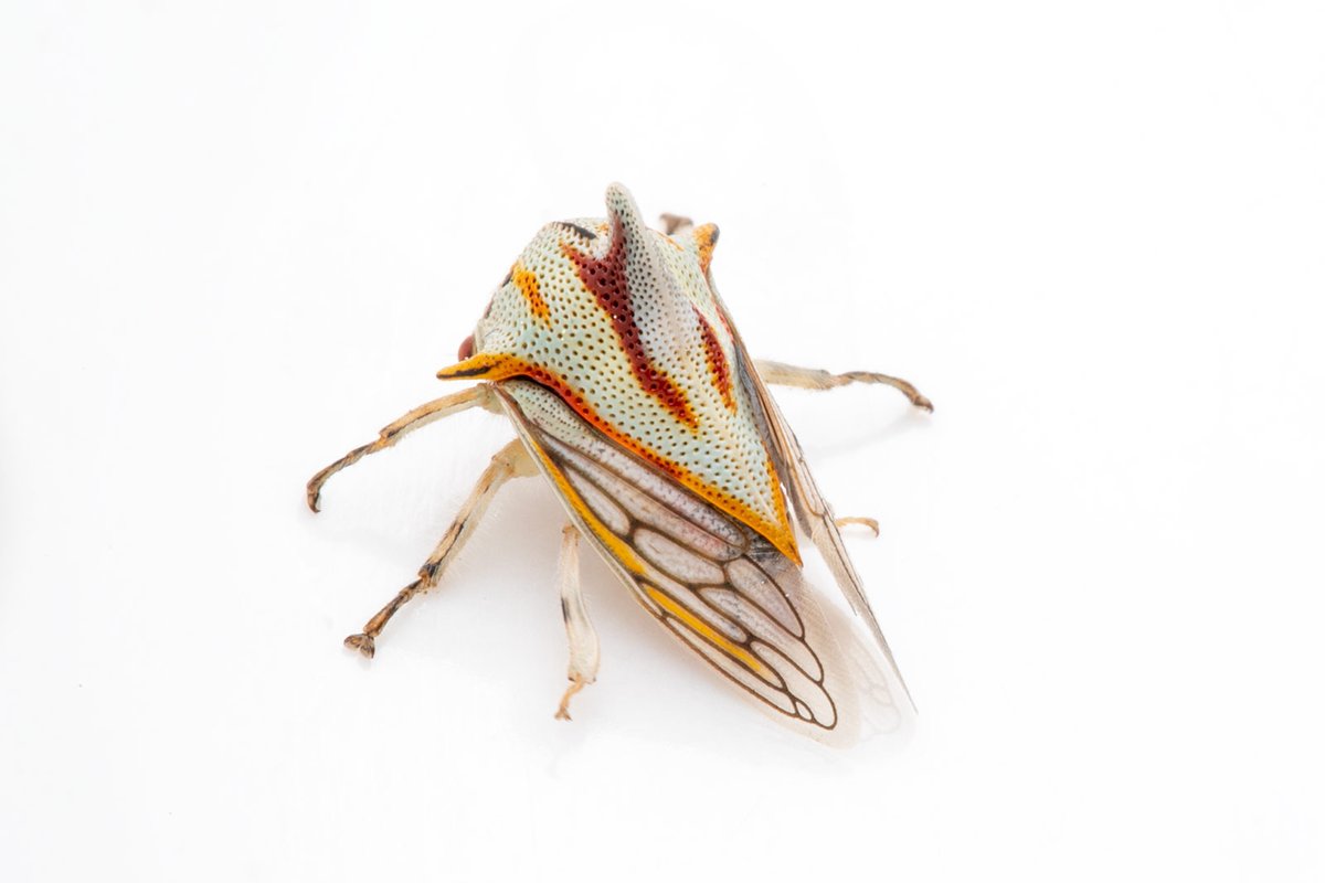 TreehopperGO_GT tweet media