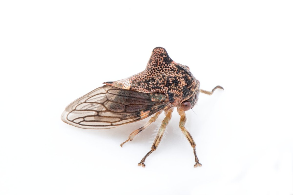 TreehopperGO_GT tweet media