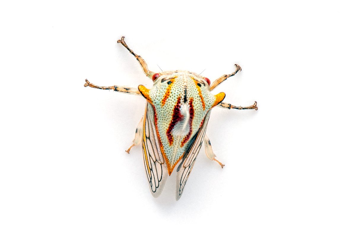 TreehopperGO_GT tweet media