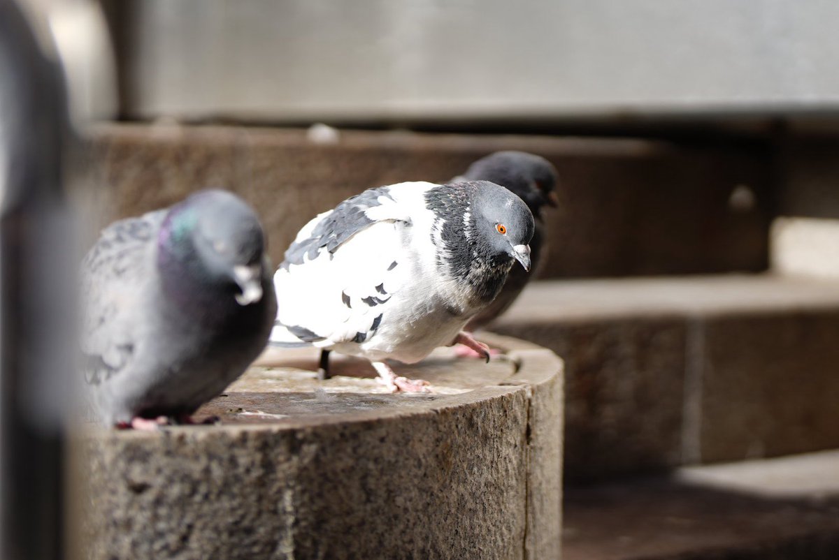 JunKoreanLife's tweet photo. 鳩🐦さんも韓国の冬は寒かごたぁね🙌 https://t.co/9IVrTl31pz