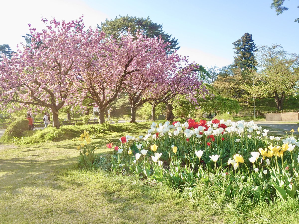 toococco's tweet image. おはようございます
今日の写真は青森から

今年はたくさんマラソン大会に出たいので国内旅行が増えそうです
青森には桜の時期に行きたいなぁとも思っていて…

飛行機に乗れて、お祭り騒ぎ（マラソン）に参加して、美味しいお酒🍻が飲める青森旅を考え中です

さて、日曜日
みなさま良い1日を！