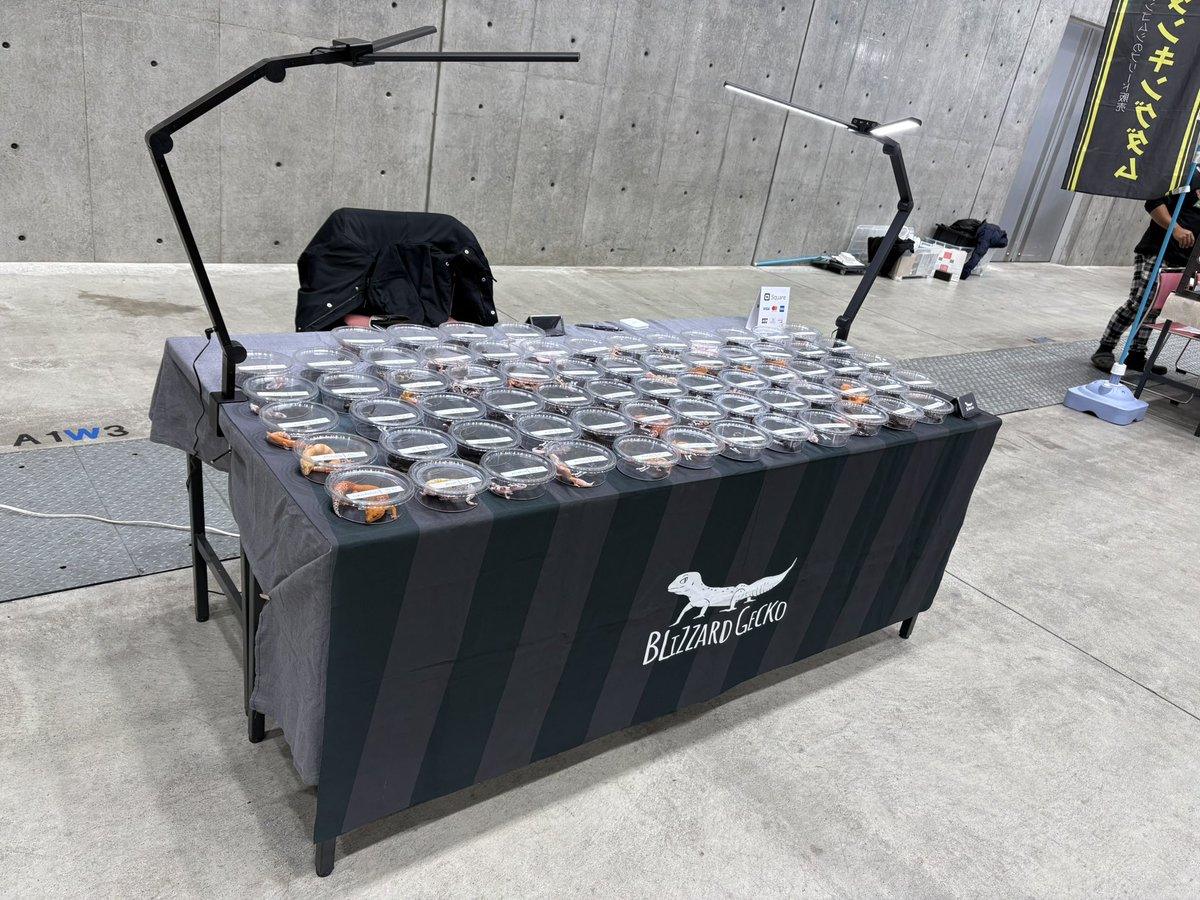 Blizzard Gecko🦎3/8BO tweet media