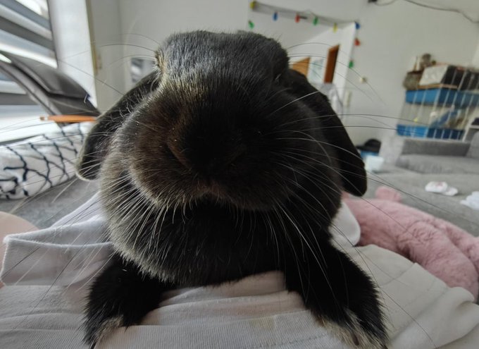 Arty the Spectacular Bun 🐇 tweet media