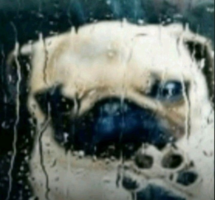 hoy todo el día estuve así viendo ann with an e tratando de no llorar a cada rato