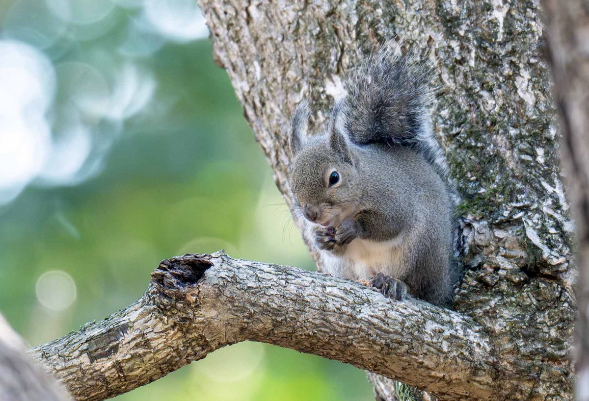 あ～寒い
風が強くて一段と寒さが。がまんがまん、大雪でないのでこれくらい
＃ニホンリス　＃寒さにがまん