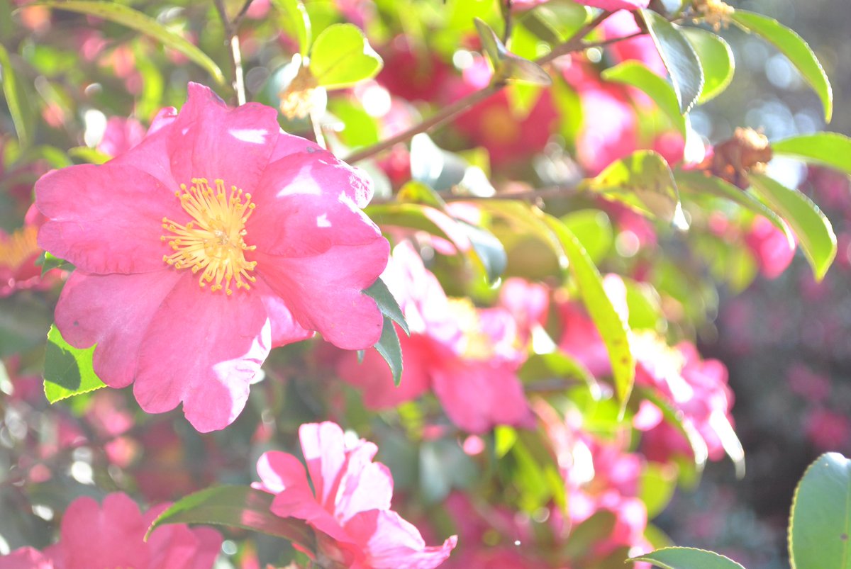 momochaaanmac's tweet photo. 大濠公園スナップ
#D3000 #Nikon #スナップ #snap #大濠公園 #サザンカ #花 #Flower #写真好きな人と繋がりたい https://t.co/pZNQlFb9QV