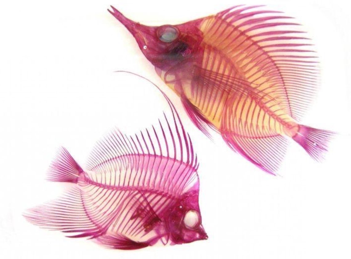 experimenting a bit (the challenge was to make a drawing with the same vibes as those fishies) 
#mermaid #artisticnude #ibisPaintX #artmoots