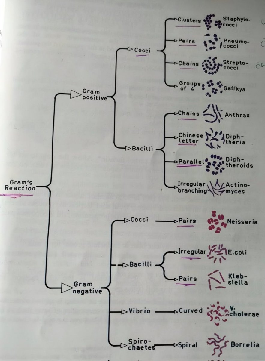 nervemed's tweet photo. Bacteria Classification https://t.co/GFnzyOJf5H