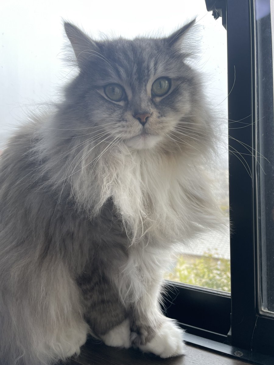 めちゃ雪降ってるし胸毛すごいギンさん🐱